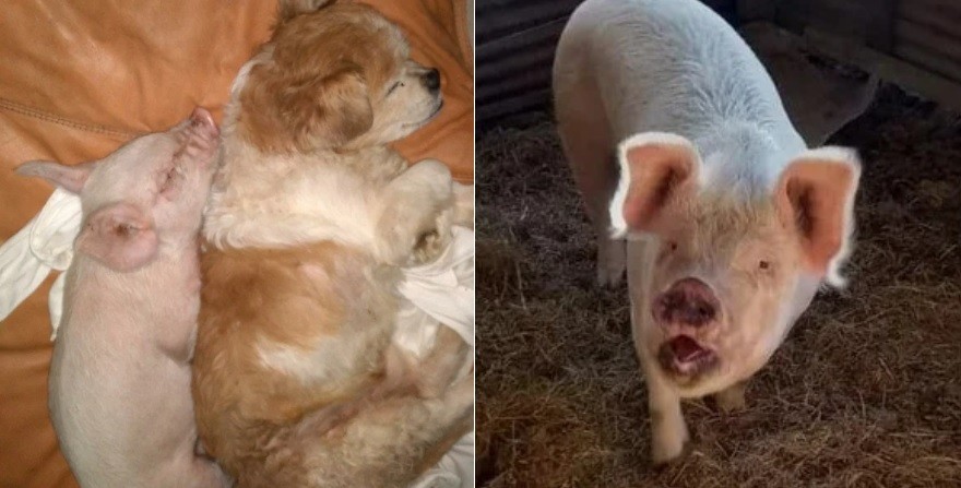 "Es como un perro gigante": rescataron a una cerdita, creció mucho y ahora le busca un hogar | Actualidad