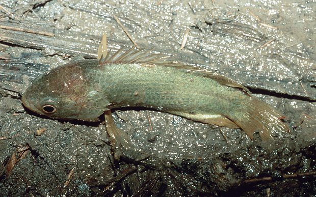Un pez que puede vivir fuera del agua amenaza la fauna de Australia | Curiosidades