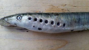 Temor en Alaska por los "peces vampiro" que caen del cielo | Curiosidades