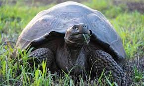 Investigan presunta cacería de tortugas gigantes en las Galápagos | Clima, naturaleza y medio ambiente