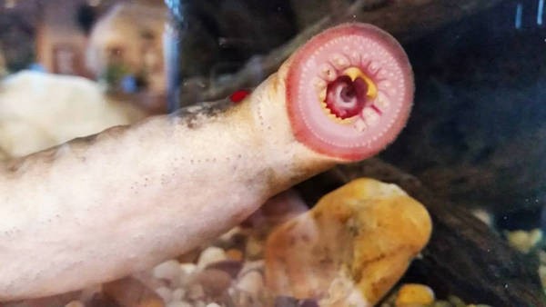 Lluvia de "peces vampiro" en Alaska | Curiosidades