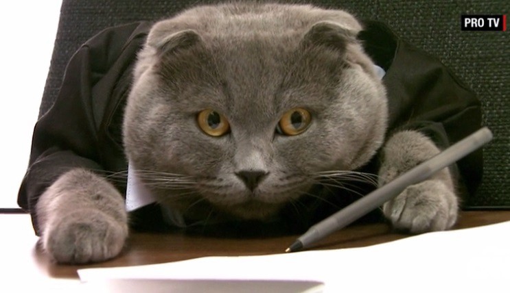 Un gato es el director de comunicaciones de una empresa | Curiosidades
