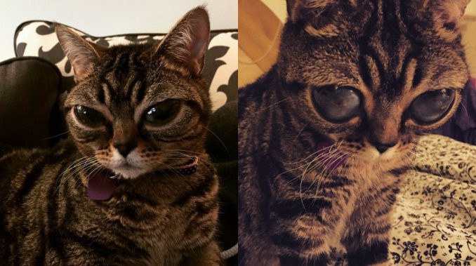El caso de la gatita alienígena copó la web con su ternura de otro planeta | Curiosidades