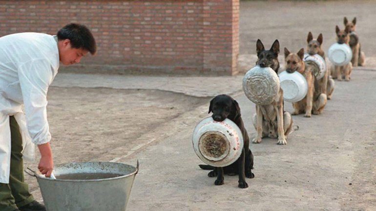 Fotos: la tierna disciplina de los perros policía chinos | Curiosidades