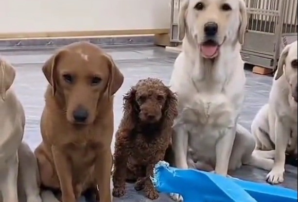 Desopilante: perritos delatan a su compañero y el video se vuelve viral | Redes