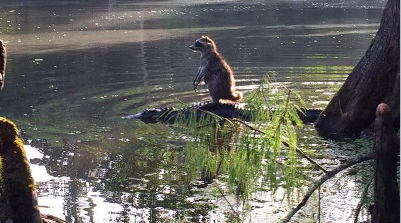 Foto de un mapache paseando en el lomo de un cocodrilo se vuelve viral | Curiosidades