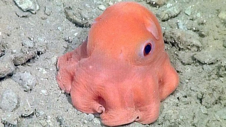 Furor en Internet por un pulpo bebé muy tierno | Curiosidades