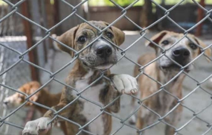 Denunció a una vecina por maltrato animal, pero se equivocó y desató un escándalo | Actualidad