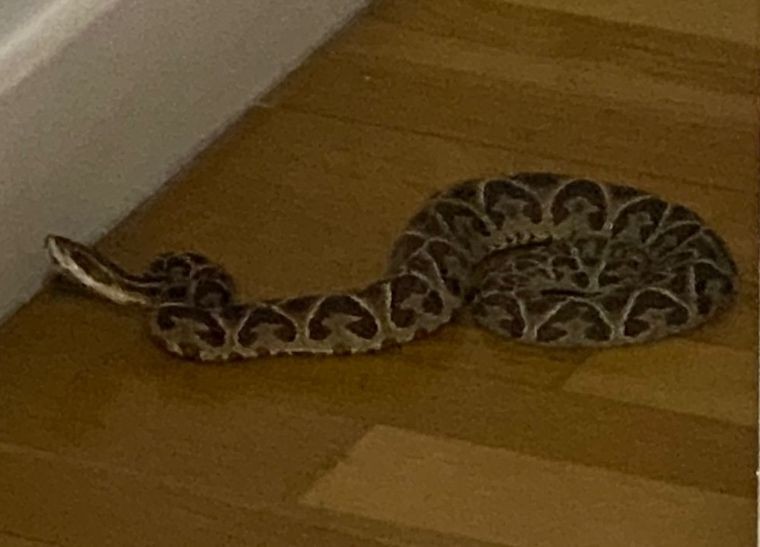 Encontró una yarará en el living de su departamento en Rosario | Actualidad