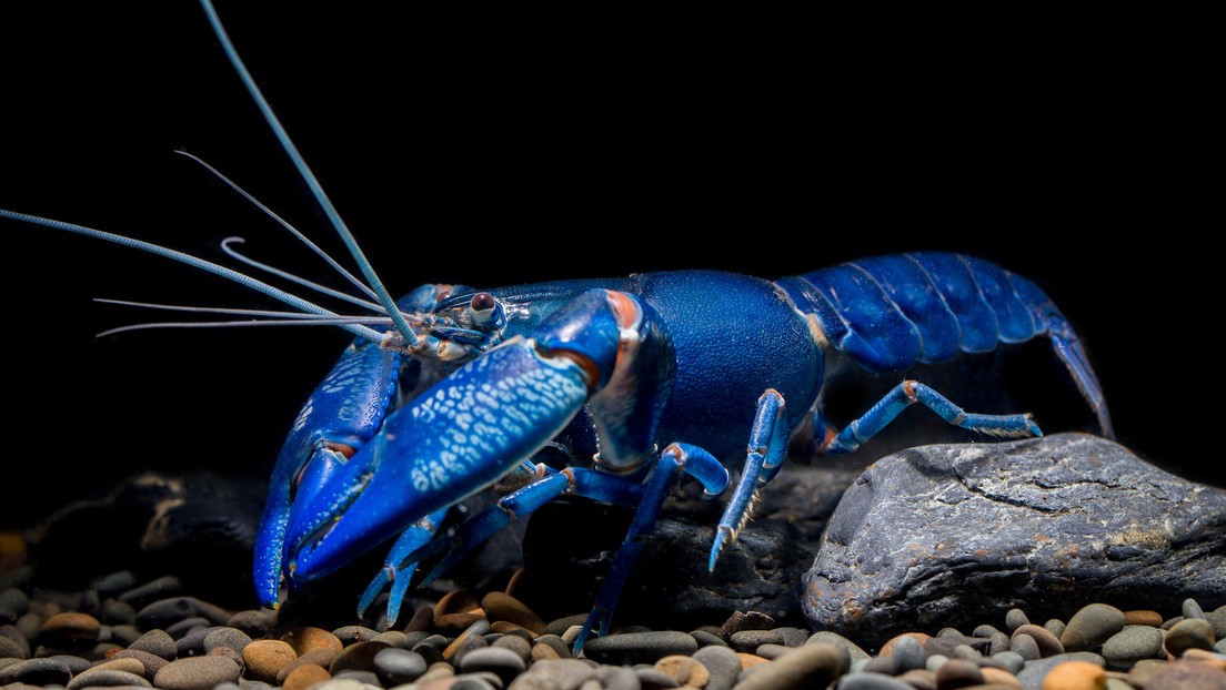 Capturan una langosta azul extremadamente rara | Internacionales