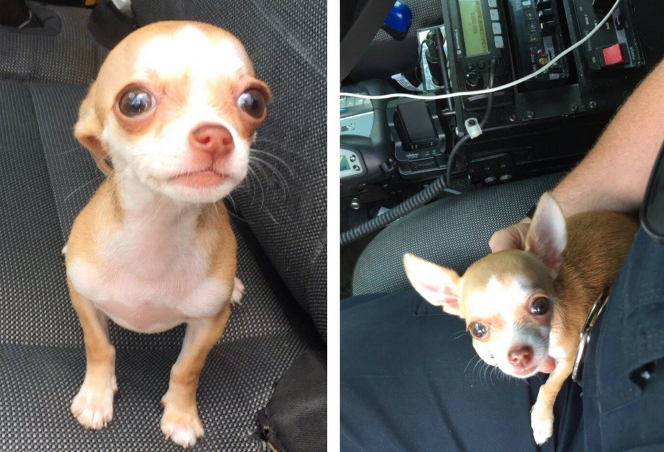 El pedido de un perrito se vuelve viral | Curiosidades