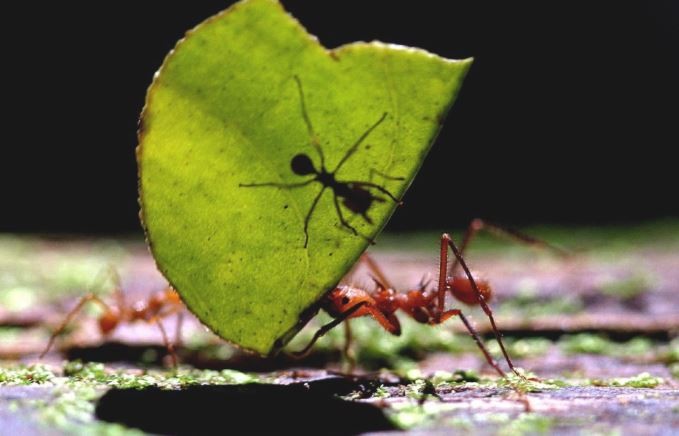Hay 2,5 millones de hormigas por cada humano en el planeta, concluyeron científicos | Clima, naturaleza y medio ambiente