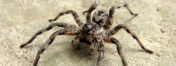 Unas 25.000 tarántulas invaden un pueblo australiano | Curiosidades