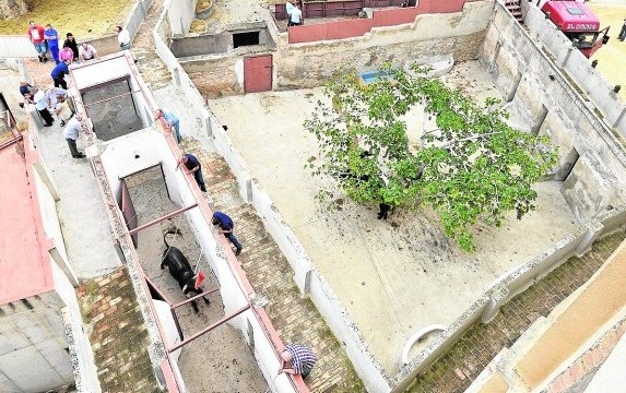 Murió por la corneada del toro que estaba por carnear | Internacionales