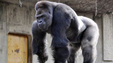 El gorila "más bello del mundo" rompe récords en un zoo japonés | Curiosidades
