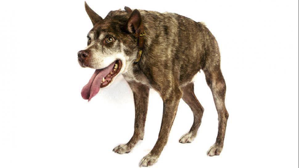 Este es el nuevo perro más feo del mundo | Curiosidades