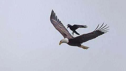 Foto impactante: un águila volando con un cuervo posado en su espalda | Curiosidades