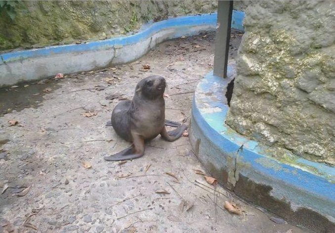 Encontró un lobo marino en la costa y lo llevó en remís al zoológico | Curiosidades