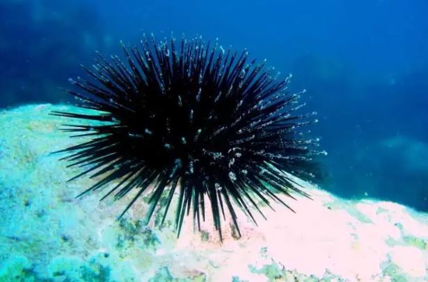 Científicas patagónicas desarrollaron un suplemento dietario a partir del erizo de mar | Actualidad
