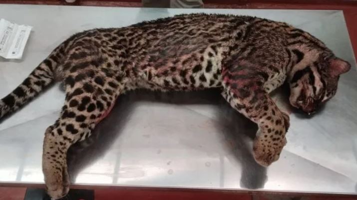 Un ocelote murió atropellado en un Área protegida de Misiones | Clima, naturaleza y medio ambiente