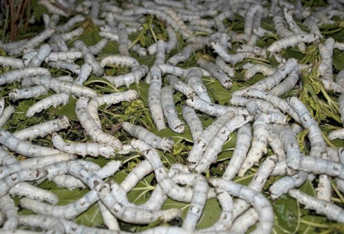 Descubren que dos enzimas presentes en la saliva de los gusanos de la cera pueden degradar plásticos | Clima, naturaleza y medio ambiente