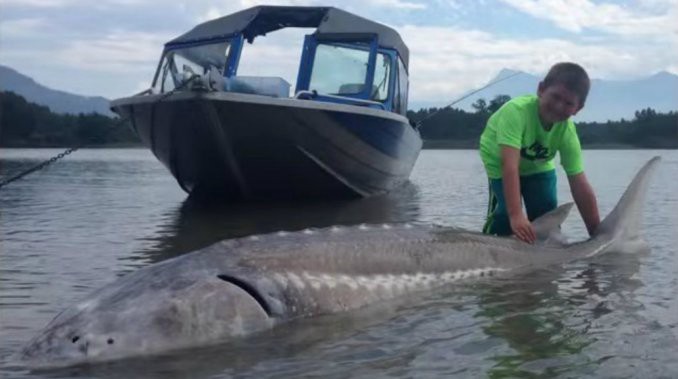 Un chico de nueve años pescó un esturión de 272 kilos y lo devolvió al agua | Curiosidades