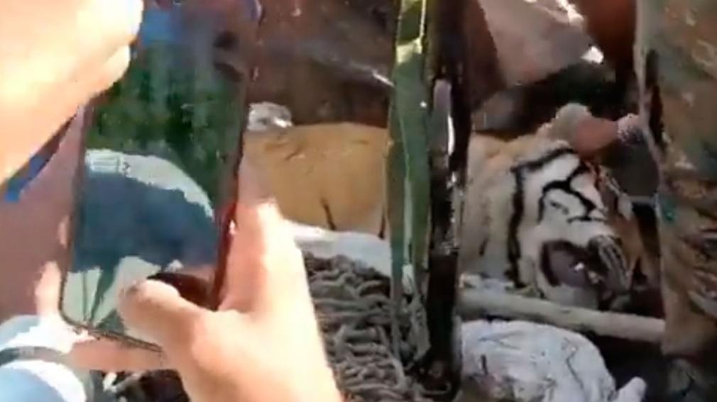 Mataron a tiros a un tigre "comehombres" que había atacado a varias personas | Internacionales