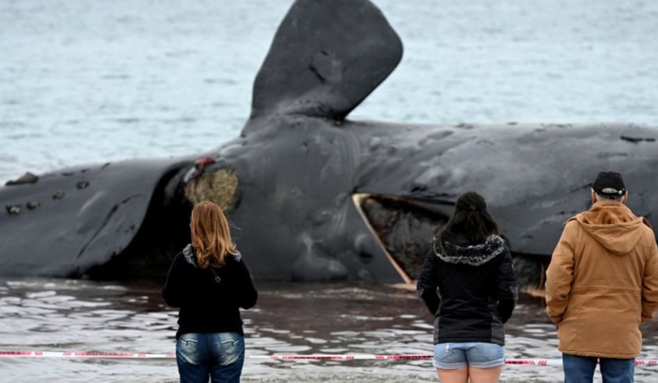 Península Valdéz: sube a 18 la cantidad de cadáveres de bellena encontrados | Clima, naturaleza y medio ambiente