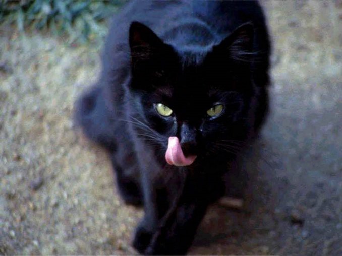 El gato negro que aterroriza a un pueblo de Estados Unidos | Curiosidades
