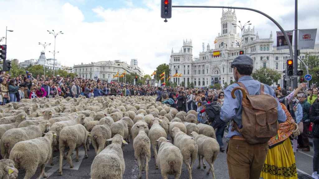 Miles de ovejas sustituyeron a los autos en las calles de Madrid | Internacionales