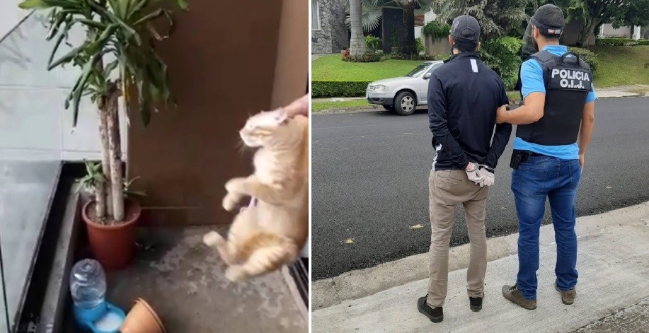 Tiró a su gato desde el sexto piso y lo mató: lo condenaron a dos años de prisión | Internacionales