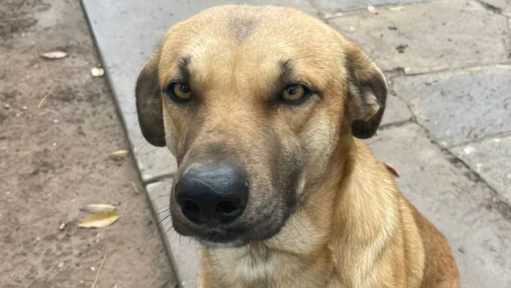 "Graduado en amor incondicional y mimos": le armaron un CV a su perro para encontrarle un hogar adoptivo | Actualidad