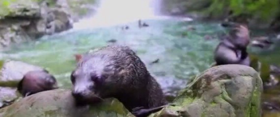 #VideoViral : focas bebés se dan un chapuzón en una cascada | Curiosidades