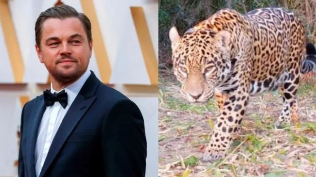 Leonardo DiCaprio destacó la recuperación de un yaguareté introducido en el Iberá | Clima, naturaleza y medio ambiente