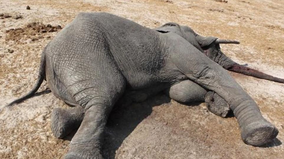 Más de 200 elefantes y casi 400 cebras murieron este año en Kenia por la grave sequía que atraviesa la región | Clima, naturaleza y medio ambiente