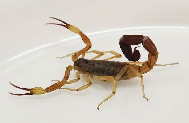 Internaron a siete menores por picaduras de alacranes en Santa Fe: dos están graves | Actualidad