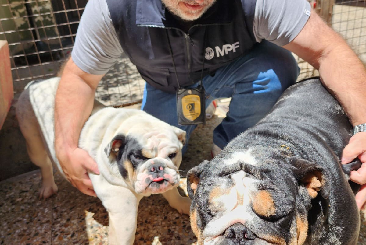 Clausuran un criadero ilegal de perros en Villa Urquiza | Actualidad