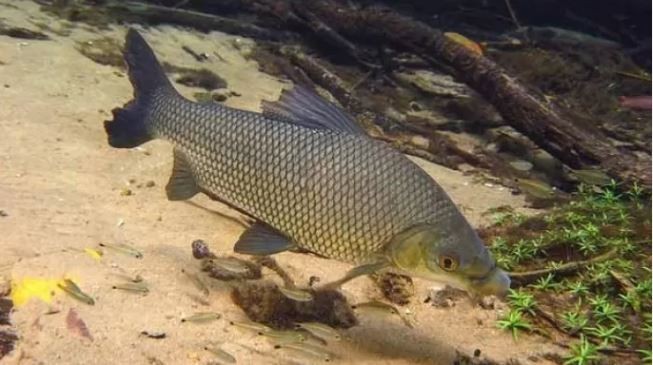 La Aduana impidió exportación de pescado de río de una especie protegida | Actualidad
