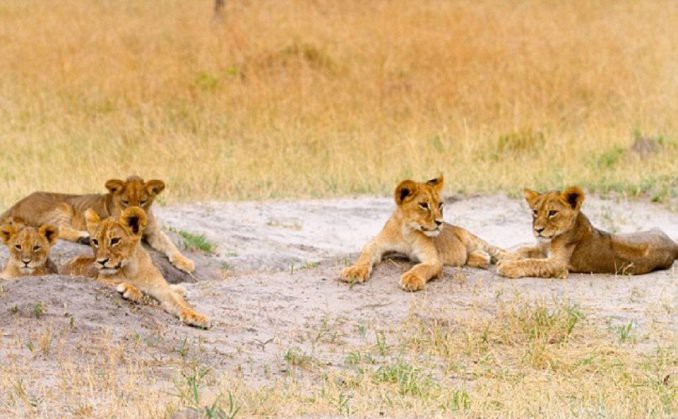 El hermano del león Cecil se hizo cargo de sus cachorros tras su muerte | Curiosidades