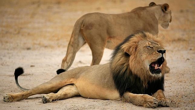 Cazadores mataron al hermano del león Cecil mientras custodiaba a sus cachorros | Curiosidades