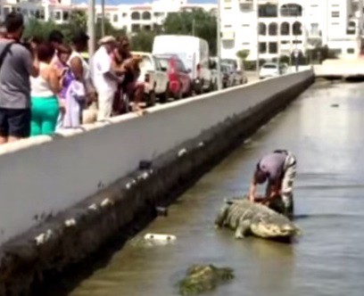 Broma en España: ¿un cocodrilo en la playa de Ibiza? | Curiosidades
