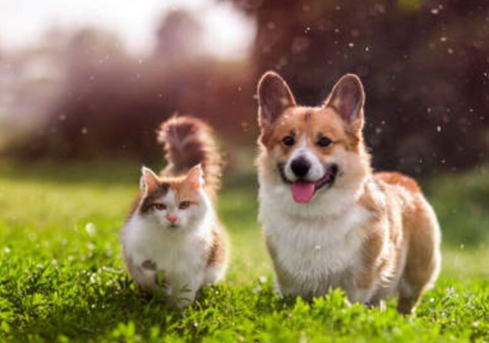 Cuidados ante las altas temperaturas: cómo evitar un golpe de calor en gatos y perros | Actualidad