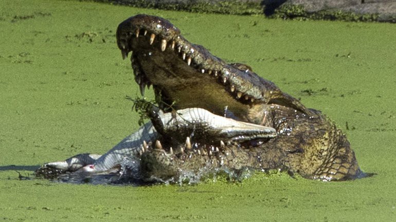 Las fotos que muestran a un cocodrilo comerse una cría | Curiosidades