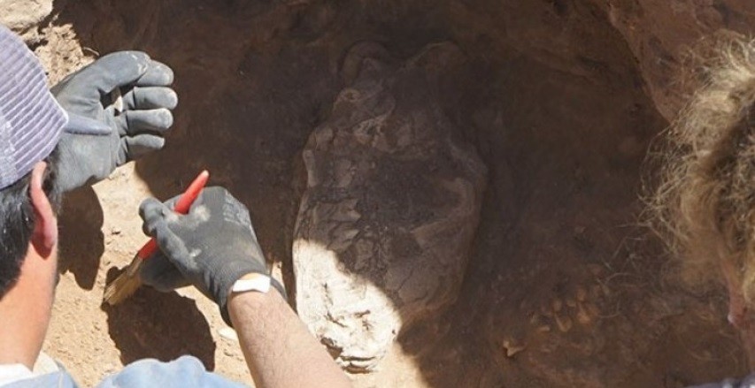 Era del Hielo: obreros de una construcción en Necochea hallaron restos de un "Tigre Dientes de Sable" | Actualidad