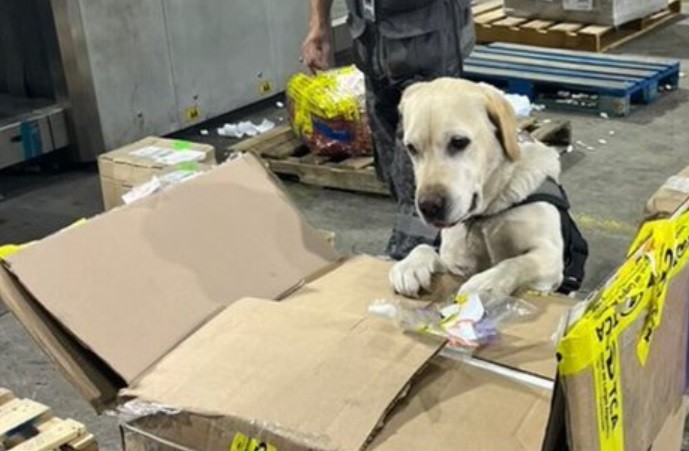 Hallaron más de 17 kilos de hachís ocultos en una aspiradora enviada por encomienda desde Estados Unidos | Actualidad