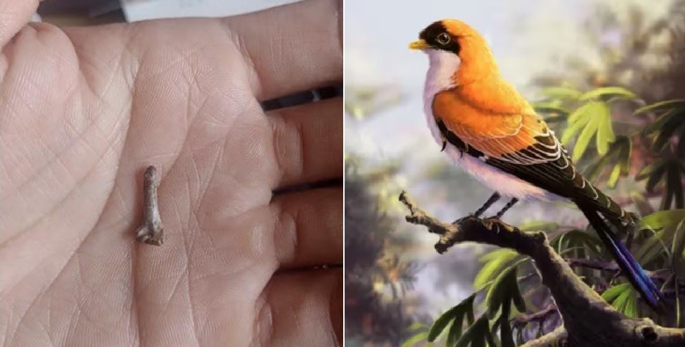 Santa Cruz: hallaron restos de un ave desconocida que vivió hace 70 millones de años | Actualidad