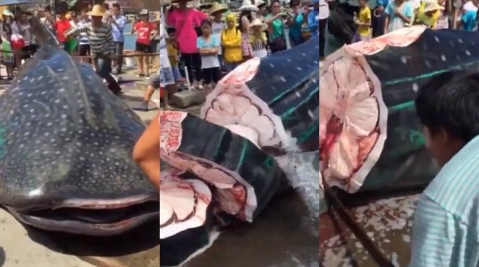 Descuartizan vivo a un tiburón ballena en un mercado de la China | Curiosidades