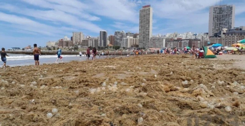 La playa Bristol, invadida de algas y huevos transparentes: las razones de ese fenómeno | Actualidad