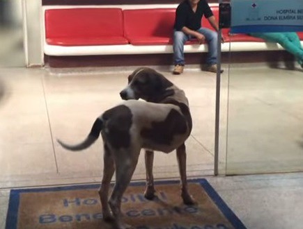 Un perro pasa semanas ante el hospital donde murió su dueña | Curiosidades