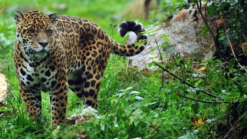 Yaguá la caza": Artistas misioneros realizan campaña para desalentar la caza furtiva | Clima, naturaleza y medio ambiente